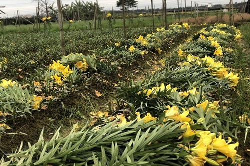 Hà Nội: Ảnh hưởng dịch Covid-19, người trồng hoa Tây Tựu 'đang thắng hóa bại'